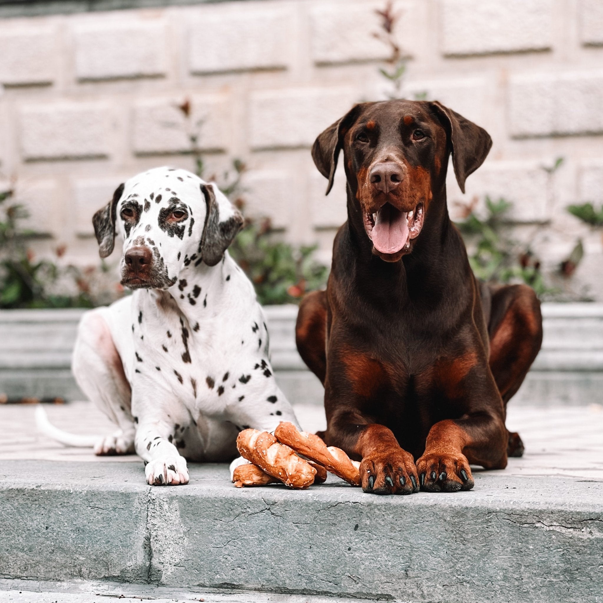 Als een God in Frankrijk! - Joop's Barkery