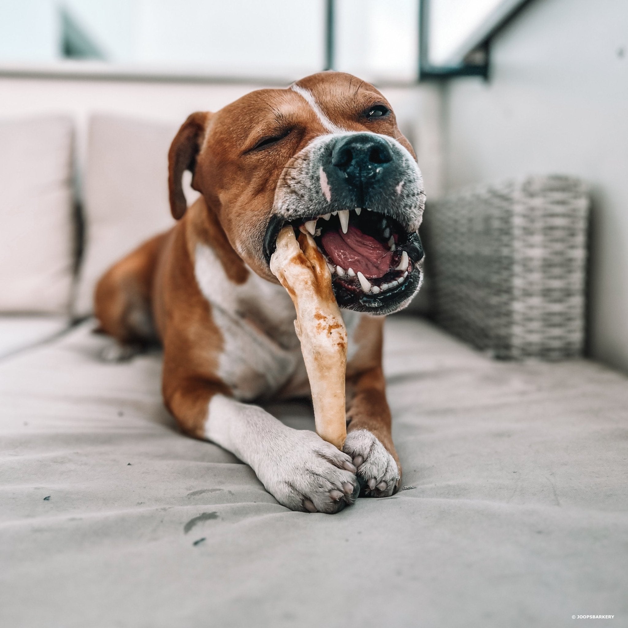 Een gids door de wereld van hypoallergene snacks. - Joop's Barkery