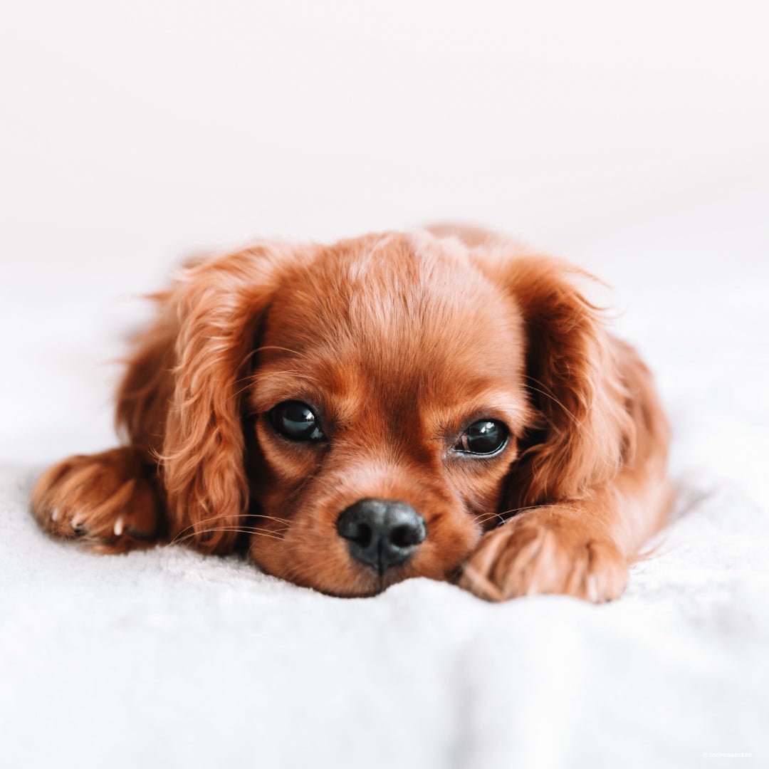 Het jongste familielid verdient een perfecte start! - Joop's Barkery